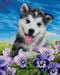 Timanttityö Husky In Flowers, 40x50cm - Askarteluliike Kätevä-Käsi