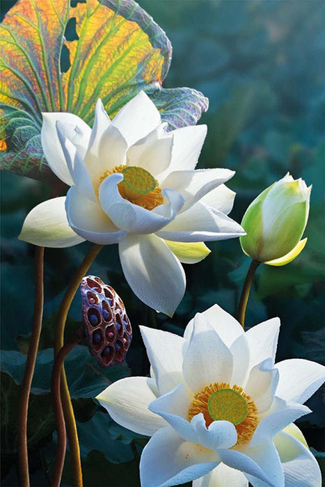 Paint by Numbers - Tender lotus 20x30cm