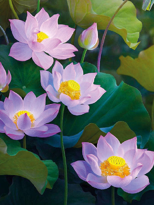 Timanttityö Water lilies, 30x40cm